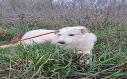 Mixed Breed dogs for adoption: Elena - Marlborough Wiltshire  - Advert 5