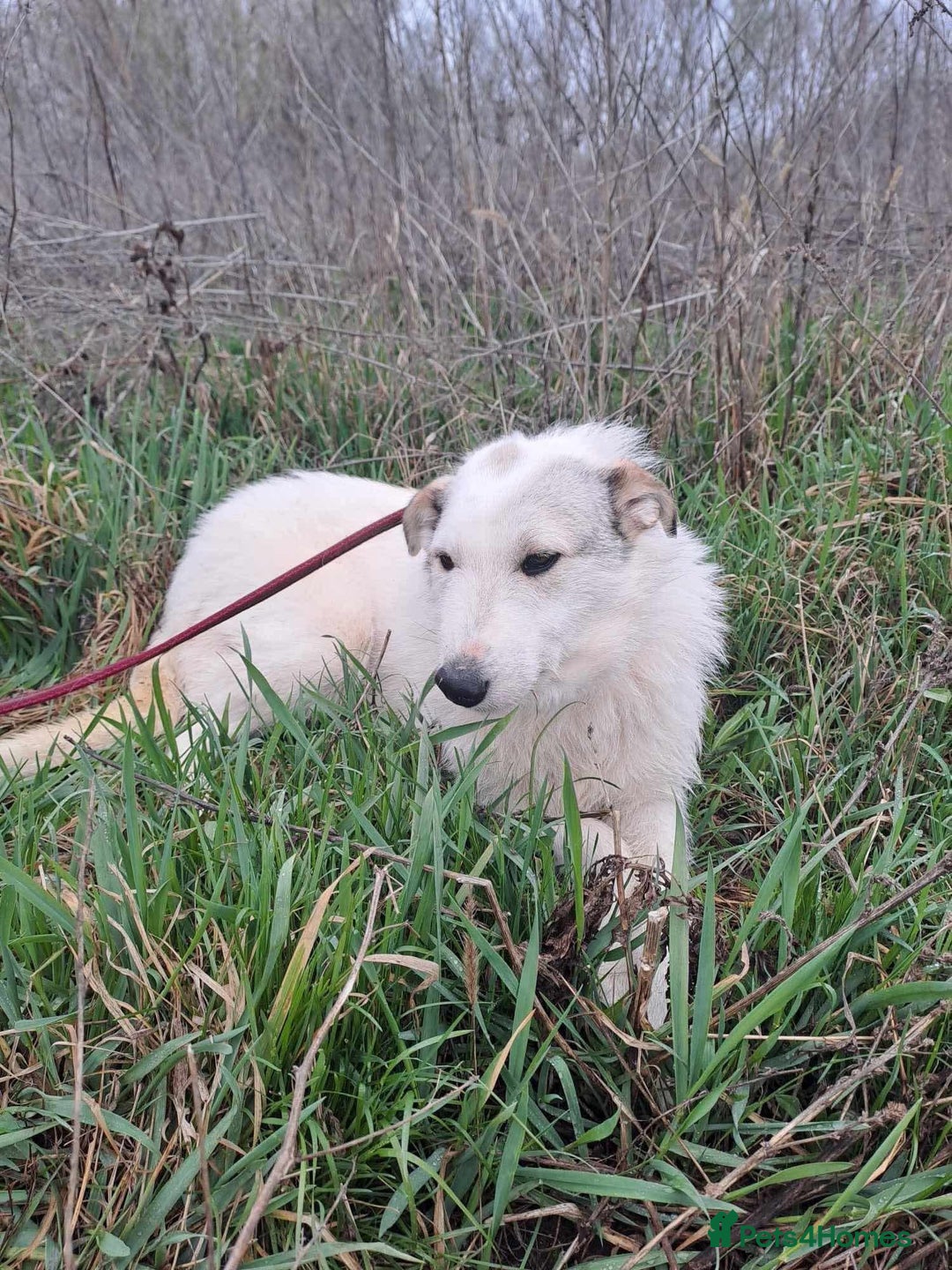 Mixed Breed dogs for adoption: Elena - Marlborough Wiltshire  - Advert 5