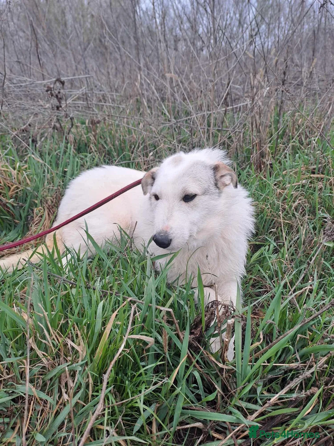 Mixed Breed dogs for adoption: Elena - Marlborough Wiltshire  - Advert 5