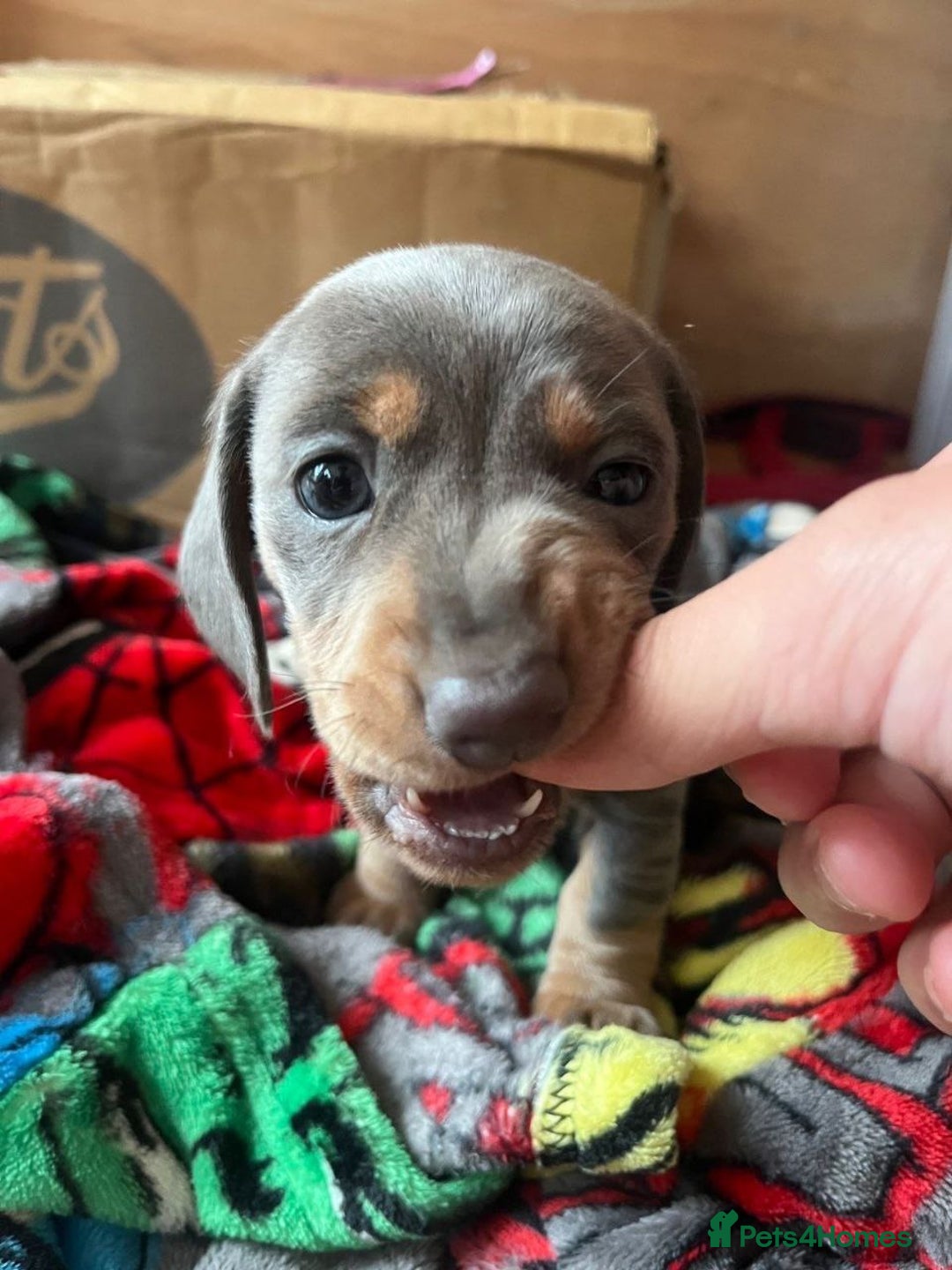 Miniature Dachshund dogs for sale: GORGEOUS MINIATURE DACHSHUND PUPPIES FOR SALE - Image 6