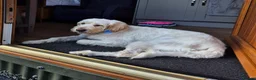 Mixed Breed dogs for adoption: ❤️ Diego – Gentle Giant Looking for Love 🐾 in Great Yarmouth - Advert 3