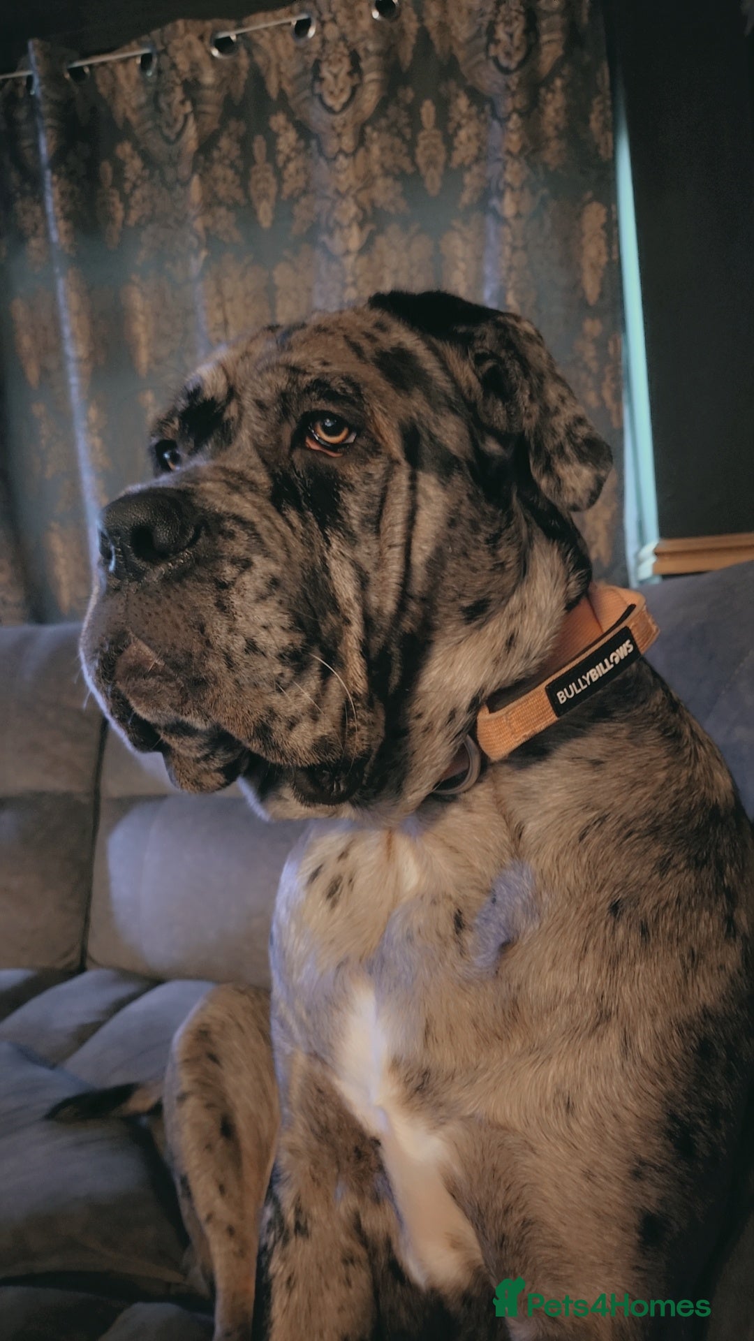Cane Corso dogs for sale: Runa merle corso - Advert 3
