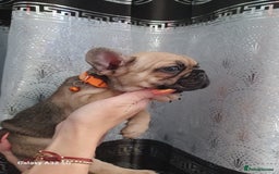 French Bulldog dogs for sale: French bulldog puppies - Image 6