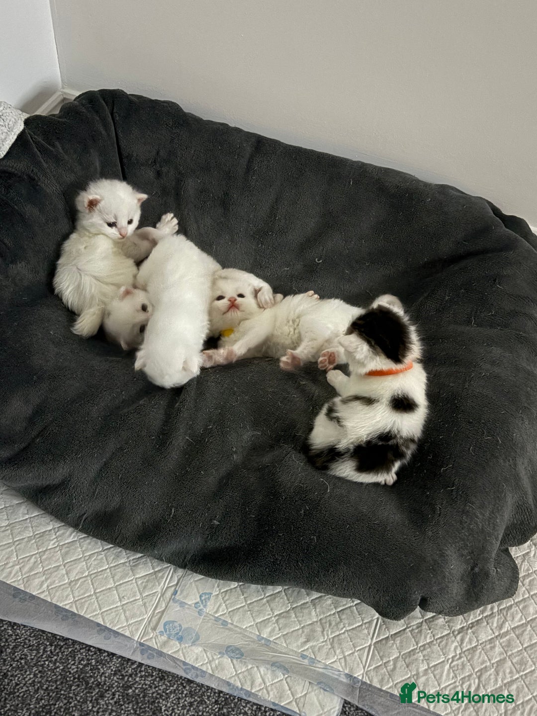 Mixed Breed cats for sale: Mixed snowshoe kitten - Image 3