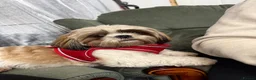 Shih Tzu dogs for stud: Looking for a Shih Tzu stud dog in Buckie - Advert 2