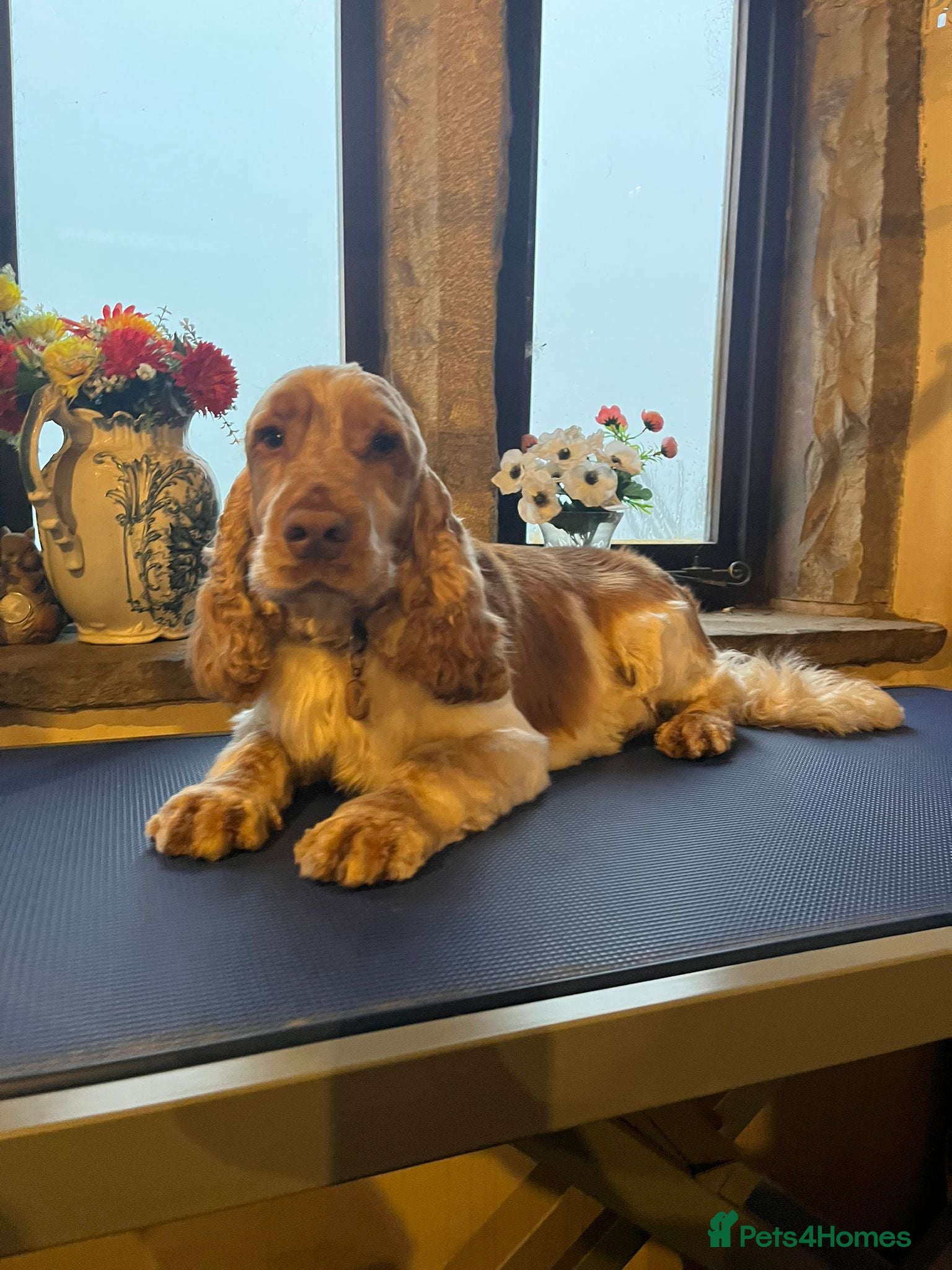 Cocker Spaniel dogs Orange Roan KC reg Show Cocker Spaniel Stud - Advert 13