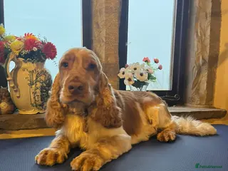 Cocker Spaniel dogs Orange Roan KC reg Show Cocker Spaniel Stud - Advert 13