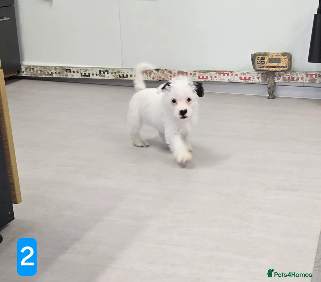 Jack Russell dogs for sale: Jack russel boys in Swanscombe - Advert 5