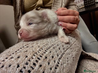 Pomeranian dogs Small & Fluffy Pomeranian Puppies Ready to Reserve - Advert 3