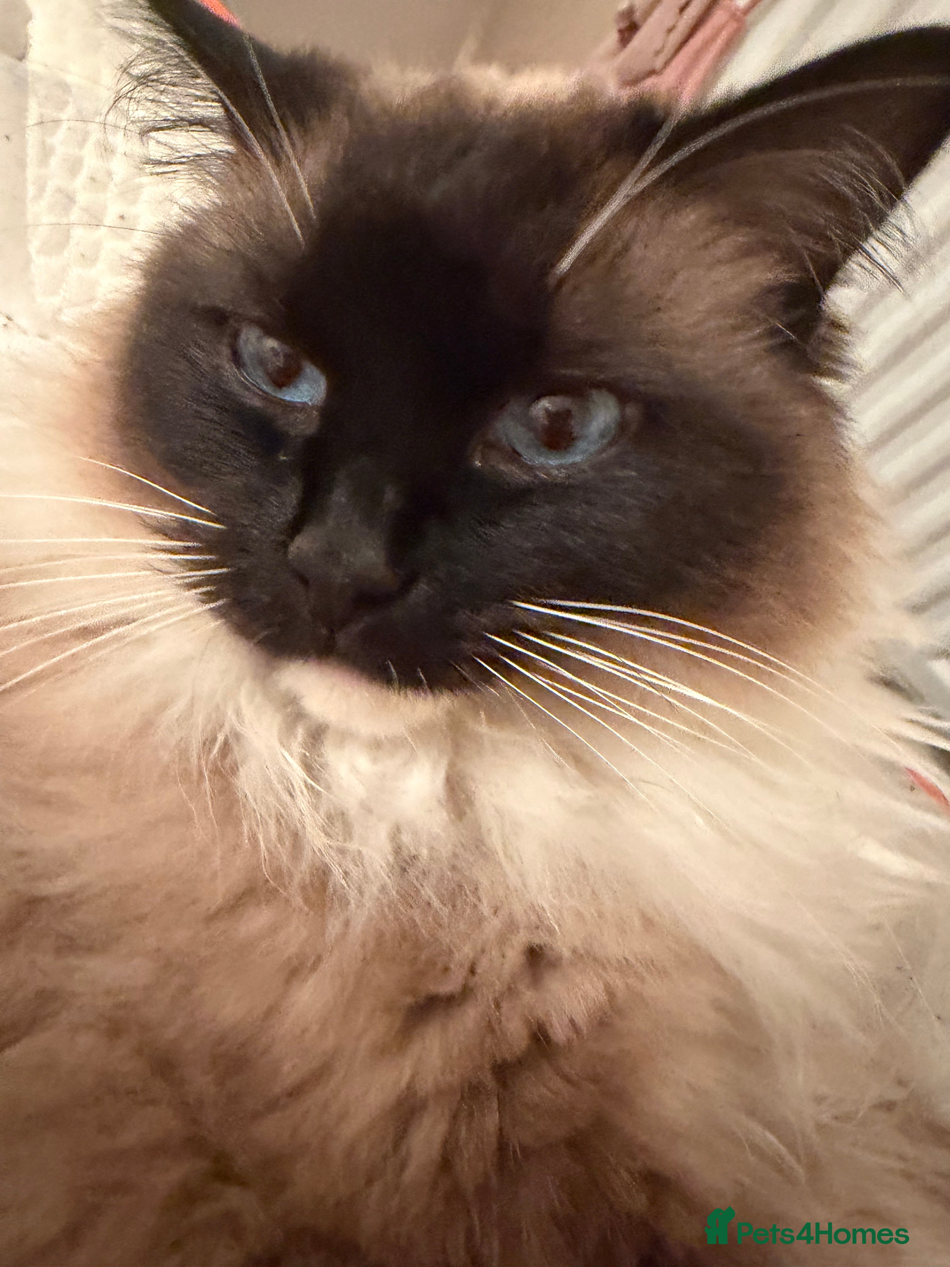 Ragdoll cats Stunning Male Ragdoll House Cat, age two  - Advert 5