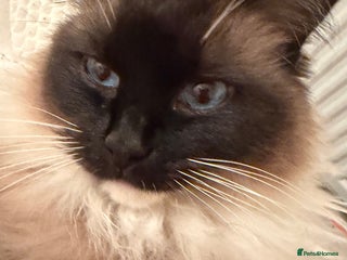 Ragdoll cats Stunning Male Ragdoll House Cat - Advert 1