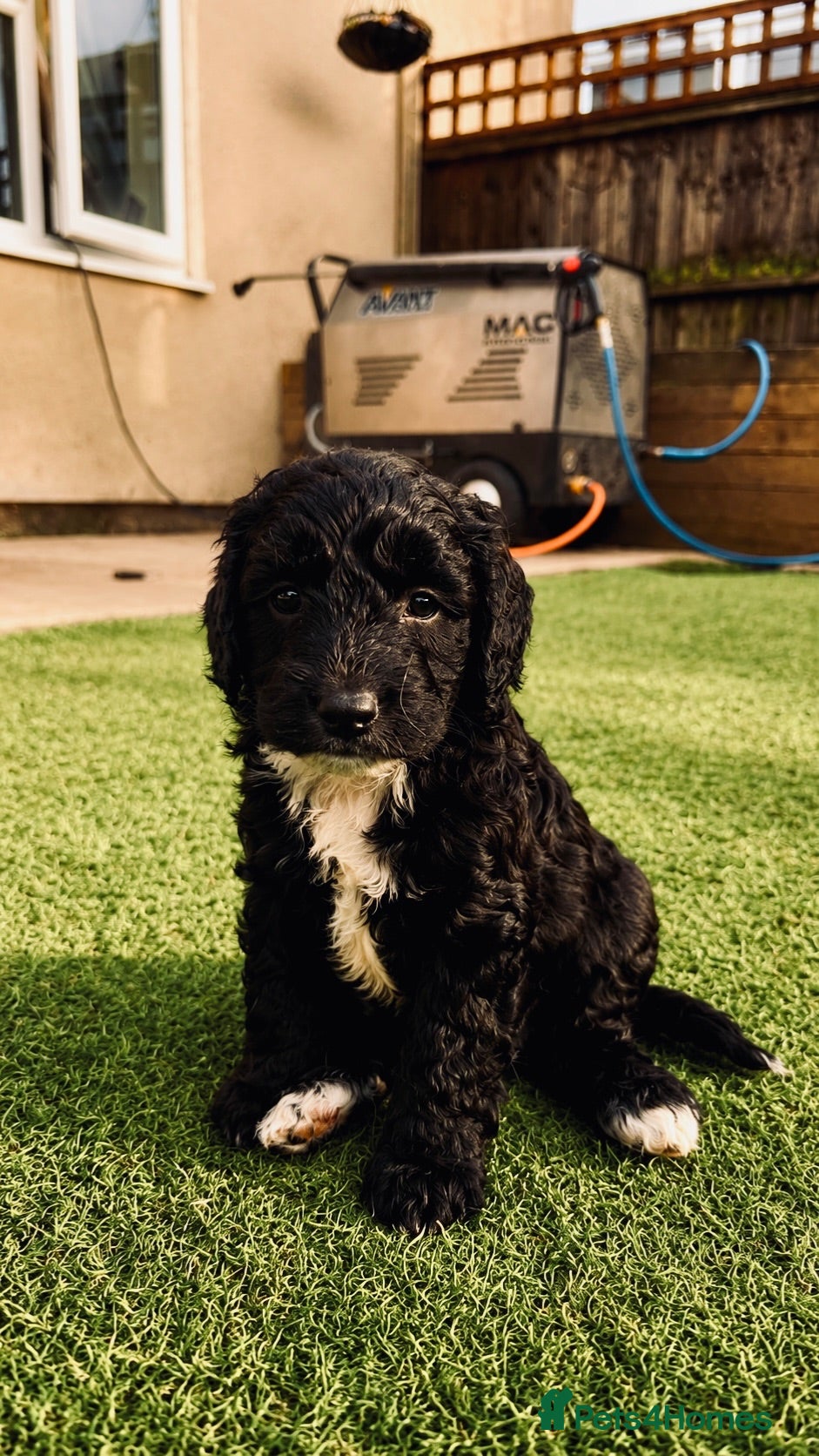Sproodle dogs Stunning F1 Sproodles  - Advert 10