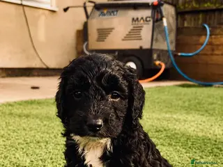Sproodle dogs Stunning F1 Sproodles - Advert 10