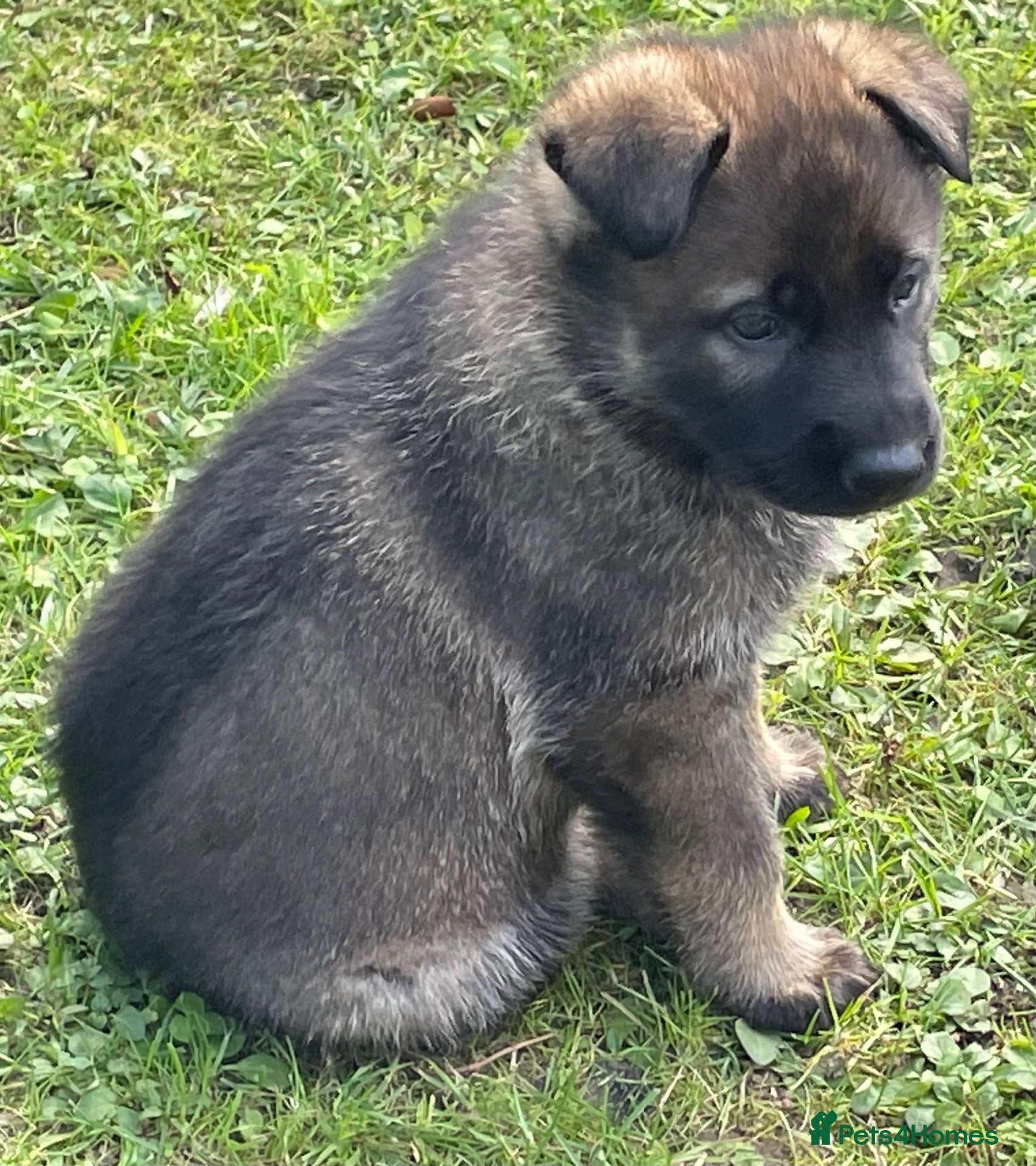 German Shepherd dogs STRAIGHT BACKED WORKING / PROTECTION DOGS - Advert 1