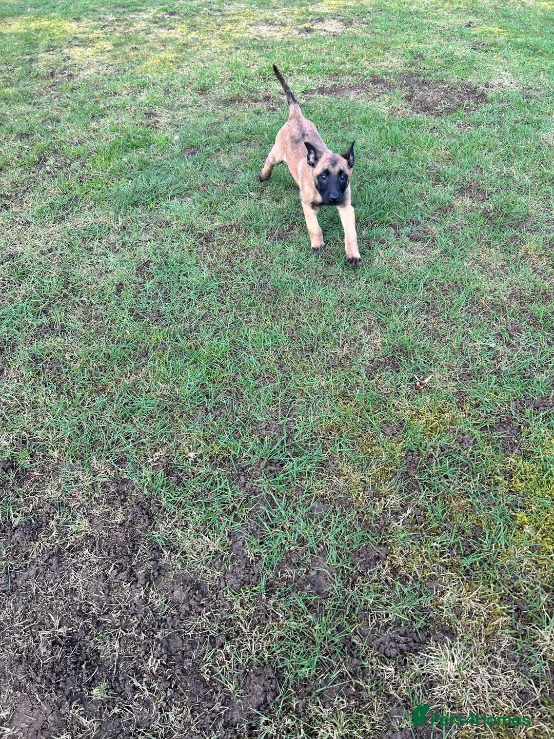 Belgian Shepherd Dog dogs for sale: Malinos  in Norwich - Advert 12