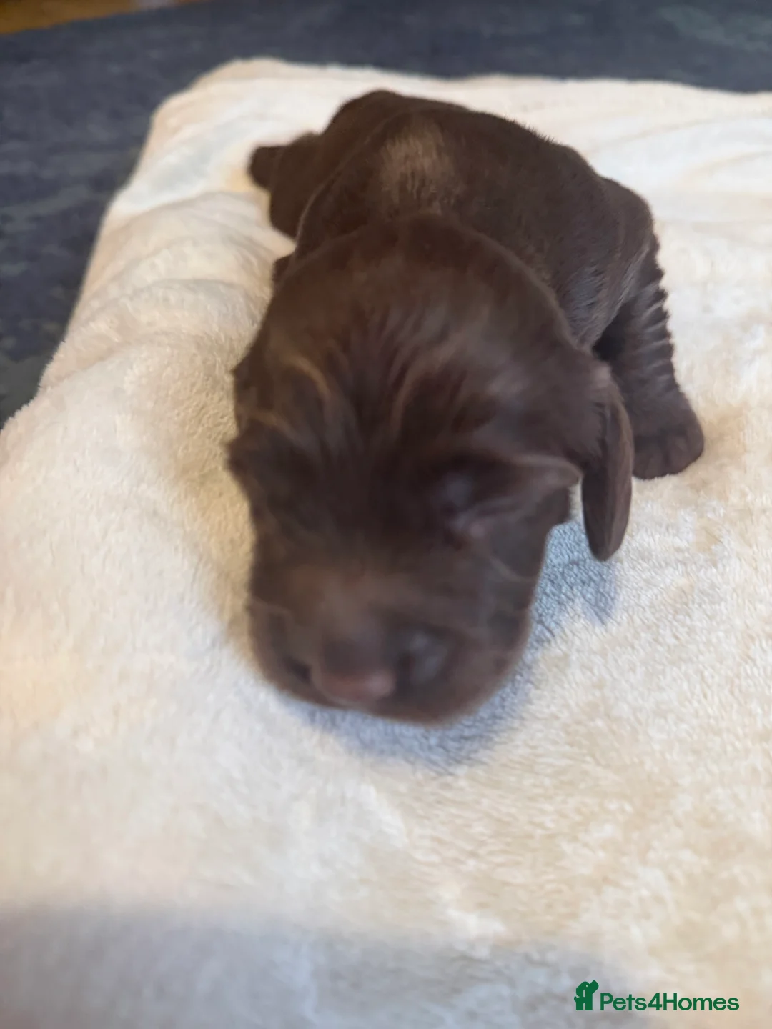 Sprocker dogs for sale: **** Adorable Sprocker Puppies  - Advert 5