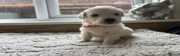Golden Retriever dogs for sale: Our beautiful golden retriever pups - Advert 39