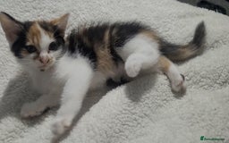 American Shorthair cats for sale: Lovely little kittens, lots of different colours! - Image 2