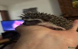 Pygmy Hedgehog rodents for sale: African Pygmy Hedgehogs  - Advert 5