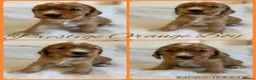 Cocker Spaniel dogs for sale: KC CHAMPION LINES GOLD SHOW SPANIEL  - Advert 3