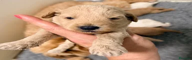 Cavapoo 1