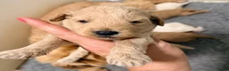 Cavapoo dogs for sale: Cavapoo puppies 2 boys available 🐾 - Advert 21