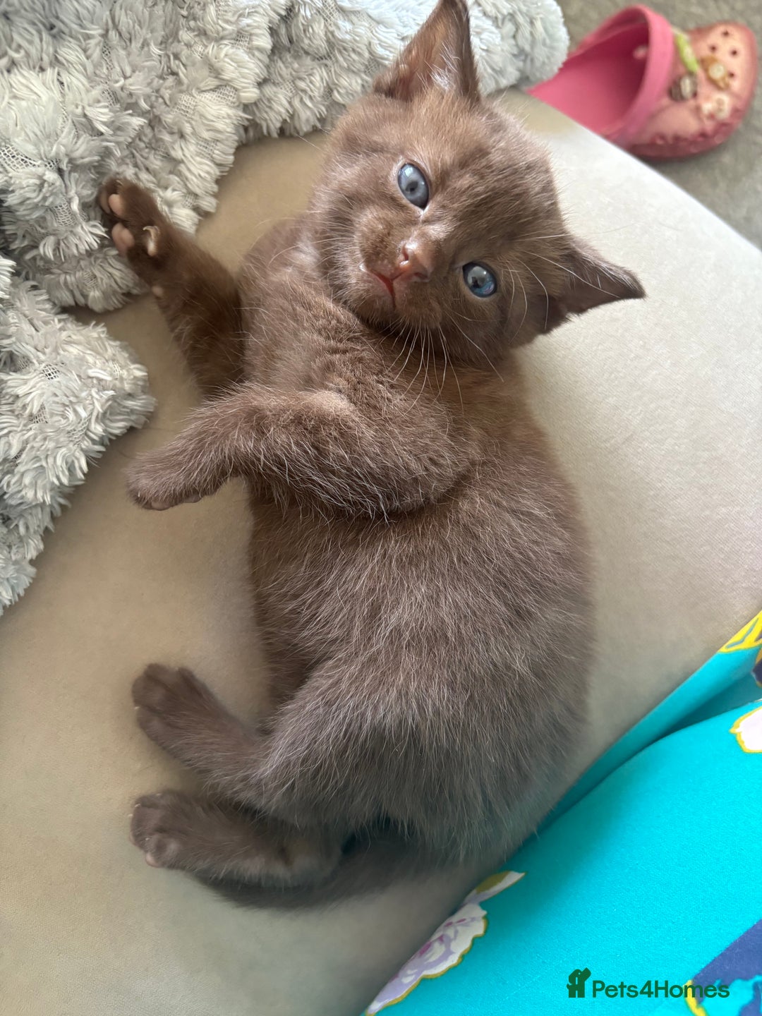 Russian Blue cats for sale: 6 beautiful kittens Russian Blue/Tabby - Image 5