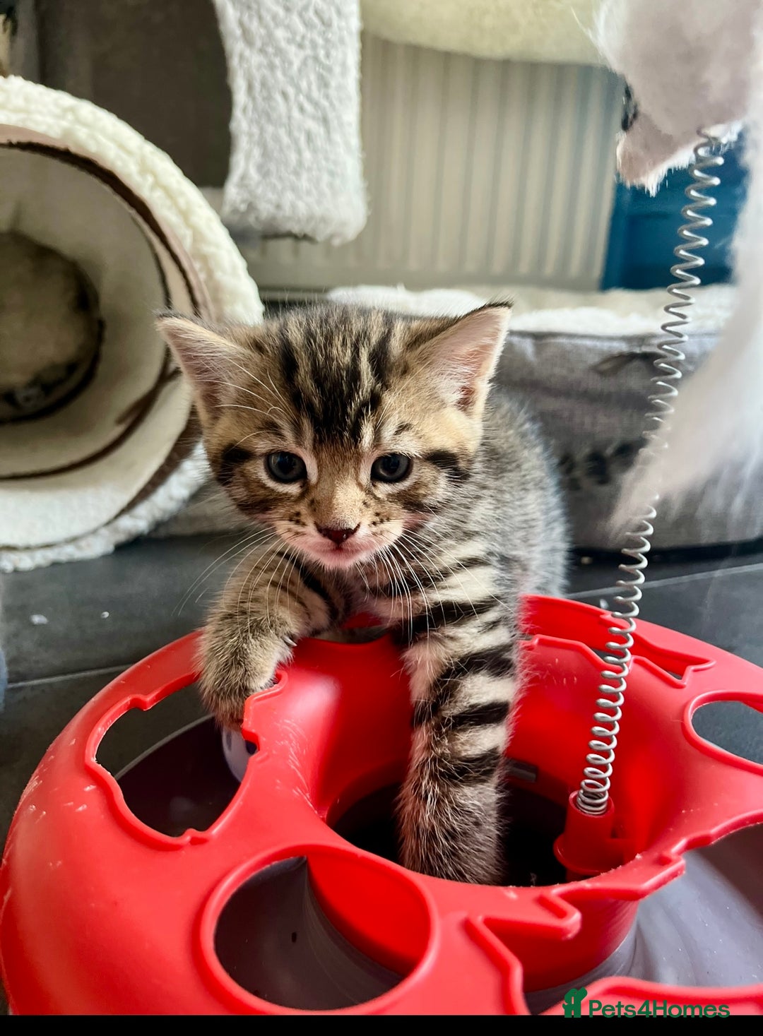 Bengal cats for sale: Bengal mix - Image 20
