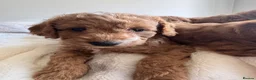 Cavapoo dogs for sale: Beautiful Cavapoo Puppies  - Advert 2