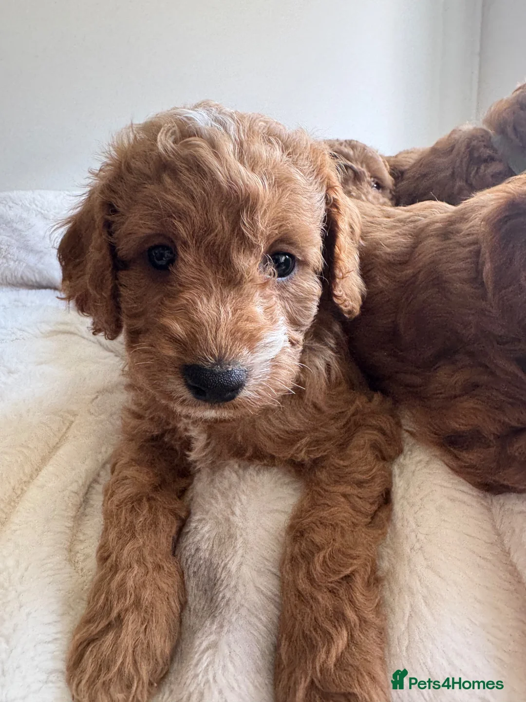 Cavapoo dogs for sale: Beautiful Cavapoo Puppies  - Advert 2