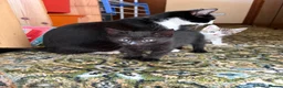 Mixed Breed cats for sale: 3 cute fluffy kittens in Exeter - Advert 3