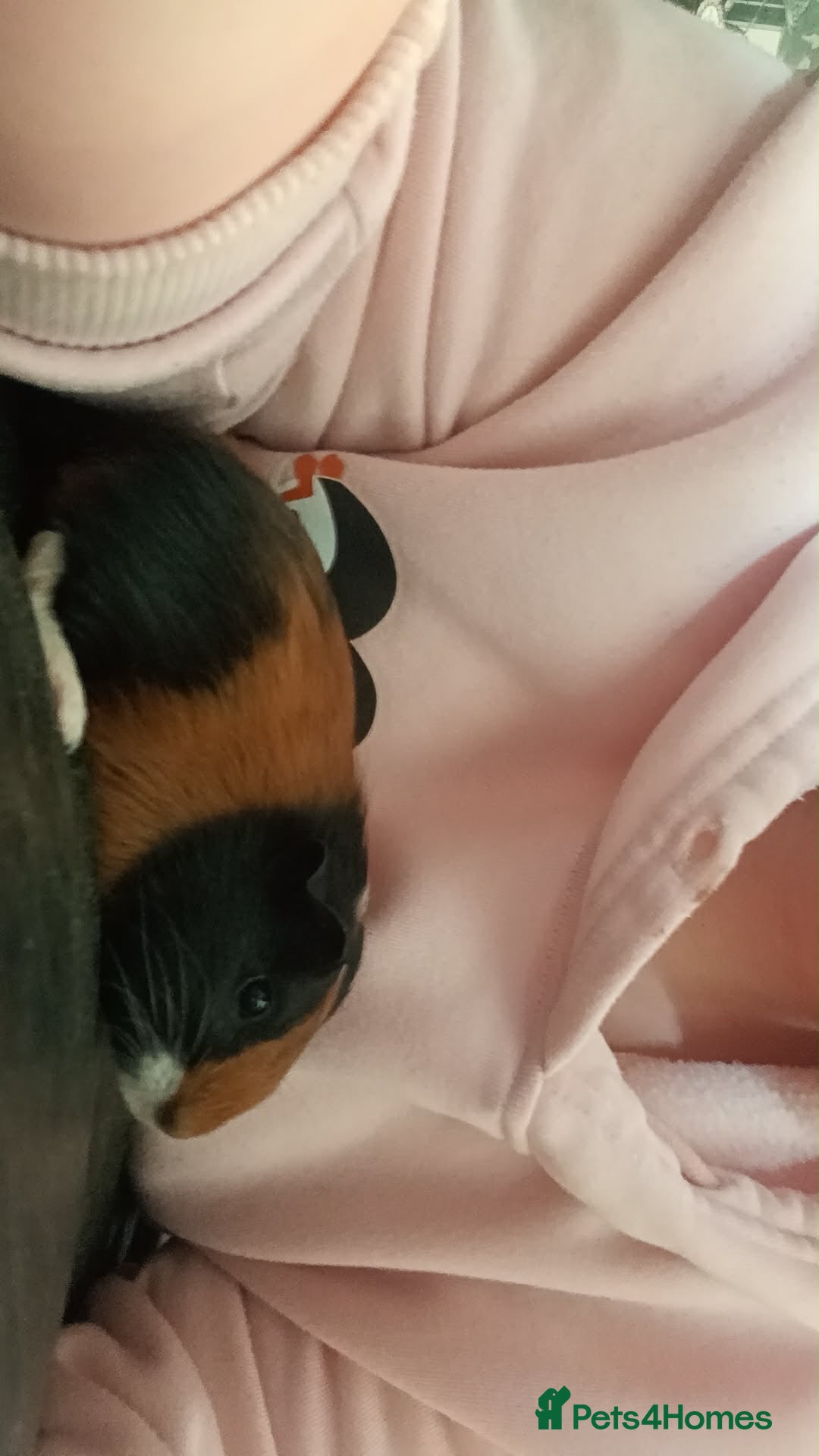 Guinea Pig rodents 2 x make baby genuine pigs  - Advert 1
