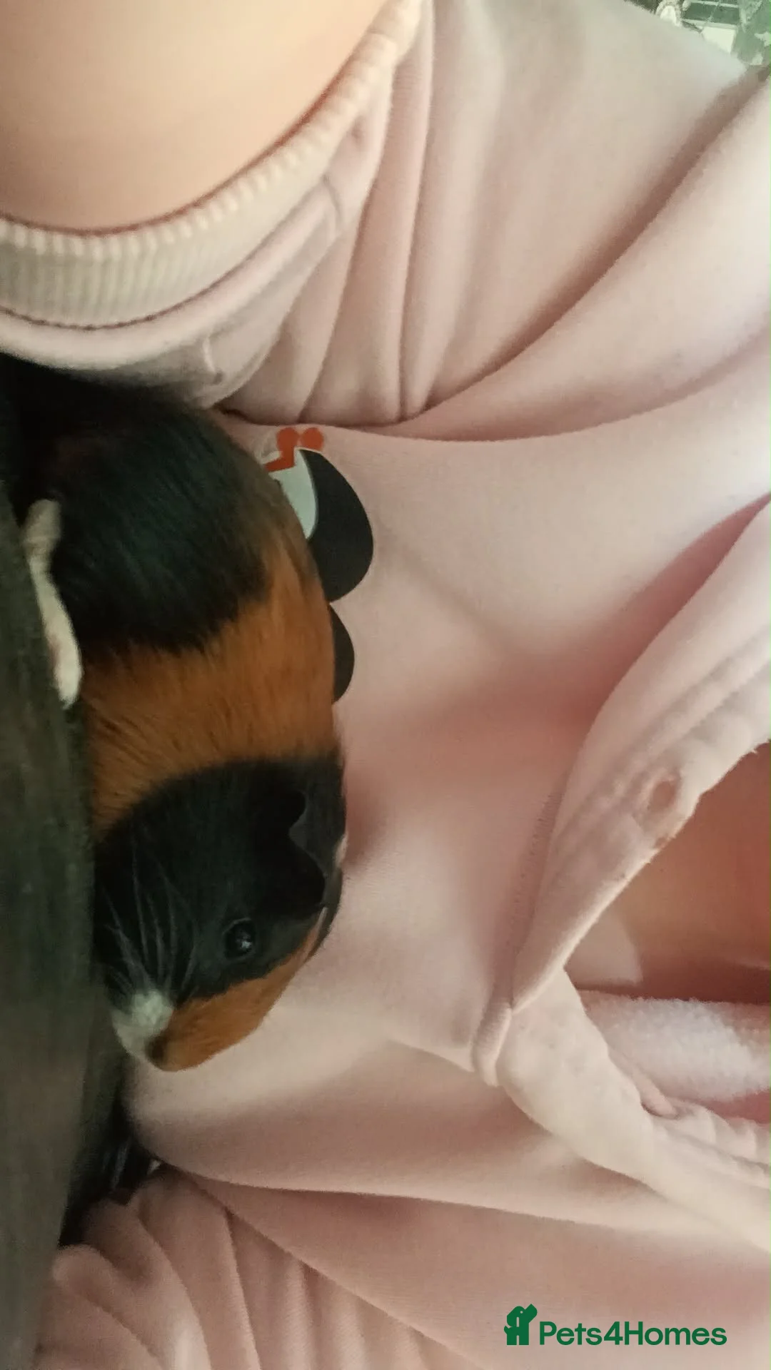 Guinea Pig rodents for sale: 2 x make baby genuine pigs  in Nantwich - Advert 1