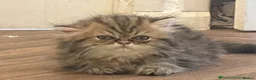Persian cats for sale: Golden Chinchilla Female Persian kittens - Advert 11
