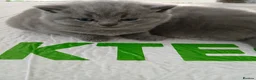 British Shorthair cats for sale: British shorthair kittens  - Advert 6