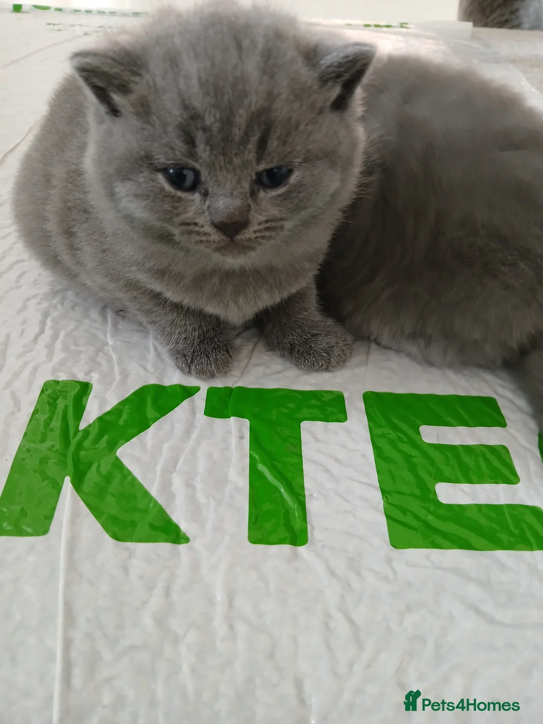 British Shorthair cats for sale: British shorthair kittens  - Advert 6