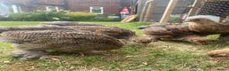 Chickens poultry for sale: Mixed chicks different ages in Castleford - Advert 7