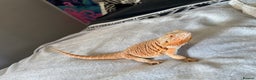 Bearded Dragon reptiles for sale: 2 year old bearded dragon  - Advert 2