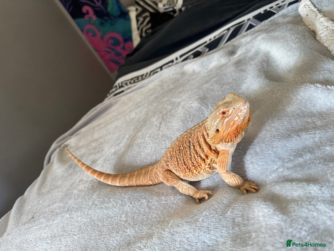 Bearded Dragon reptiles for sale: 2 year old bearded dragon  - Advert 2
