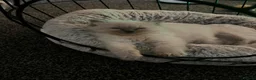Ragdoll cats for sale: GCCF Blue Point Ragdoll Boys Ready Now - Advert 3