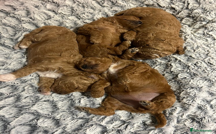 Toy Poodle dogs - Advert 16