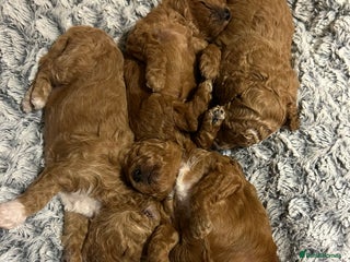 Toy Poodle dogs - Advert 4