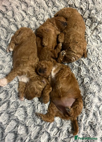 Toy Poodle dogs - Advert 16