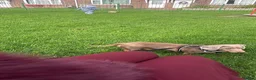 Miniature Dachshund dogs for sale: Adult dog for rehoming  in Cardiff - Advert 2