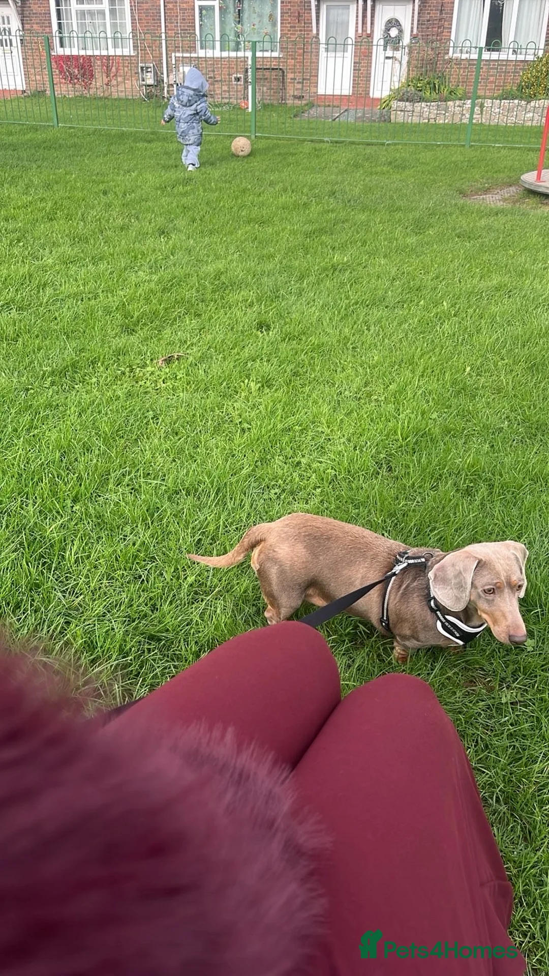 Miniature Dachshund dogs for sale: Adult dog for rehoming  in Cardiff - Advert 2