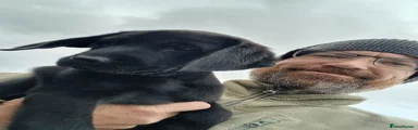 Labrador Retriever 6