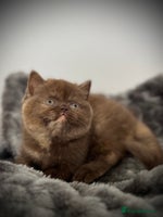 British Shorthair cats Exceptional BSH Girls, Champion Bloodlines - Advert 15