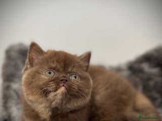 British Shorthair cats Exceptional BSH Girls, Champion Bloodlines - Advert 13