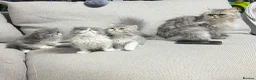 Persian cats for sale: Cats  - Advert 4