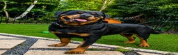 Rottweiler dogs for sale: KC Reg Rottweiler Puppies - Champion Bloodlines - Advert 3